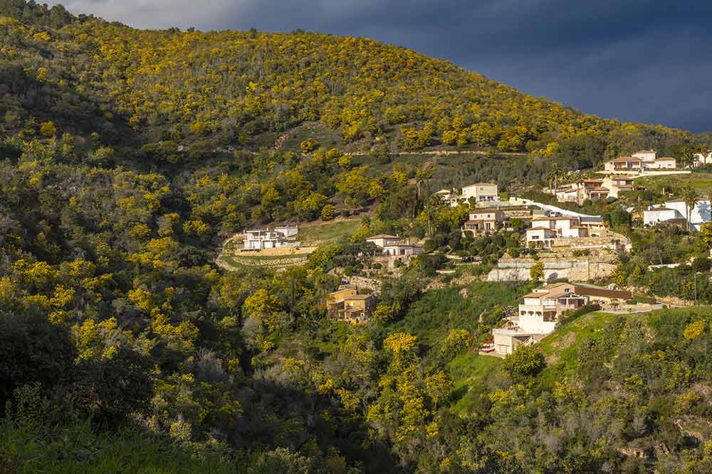  La montagne a pris ses couleurs mimosa !
