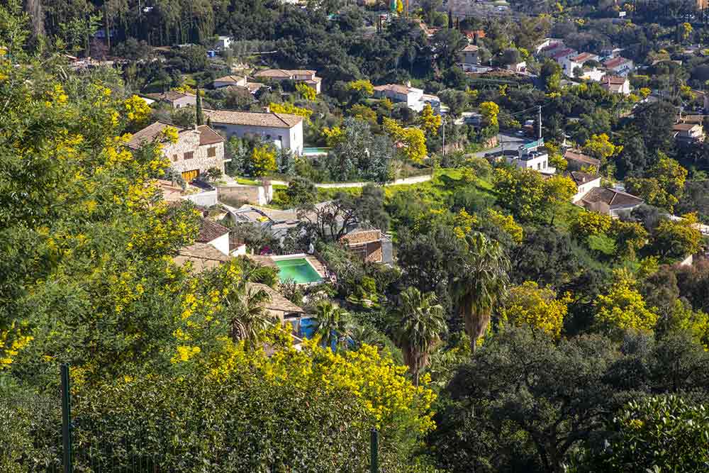 Vue directe sur les villages de mimosa !