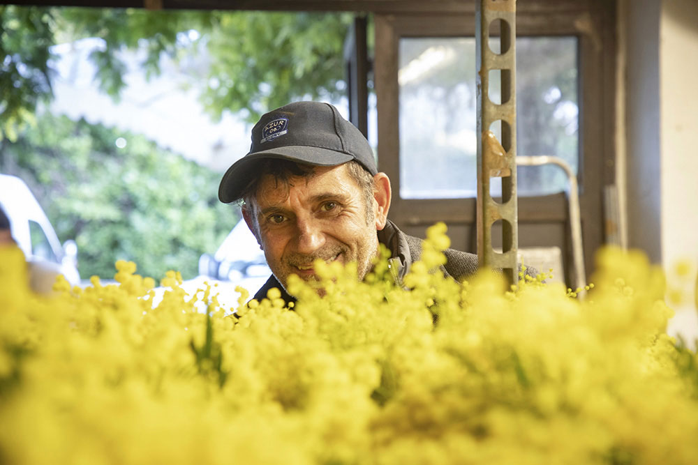 Mandelieu - Alexandre Reynaud, mimosiste.