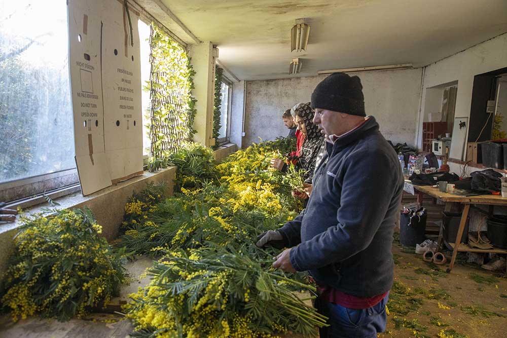  Dans la salle de tri et de coupe.