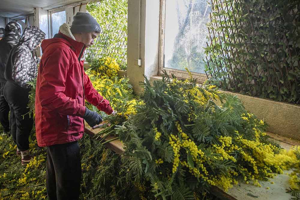 Des tonnes de mimosas sont coupées chaque année.