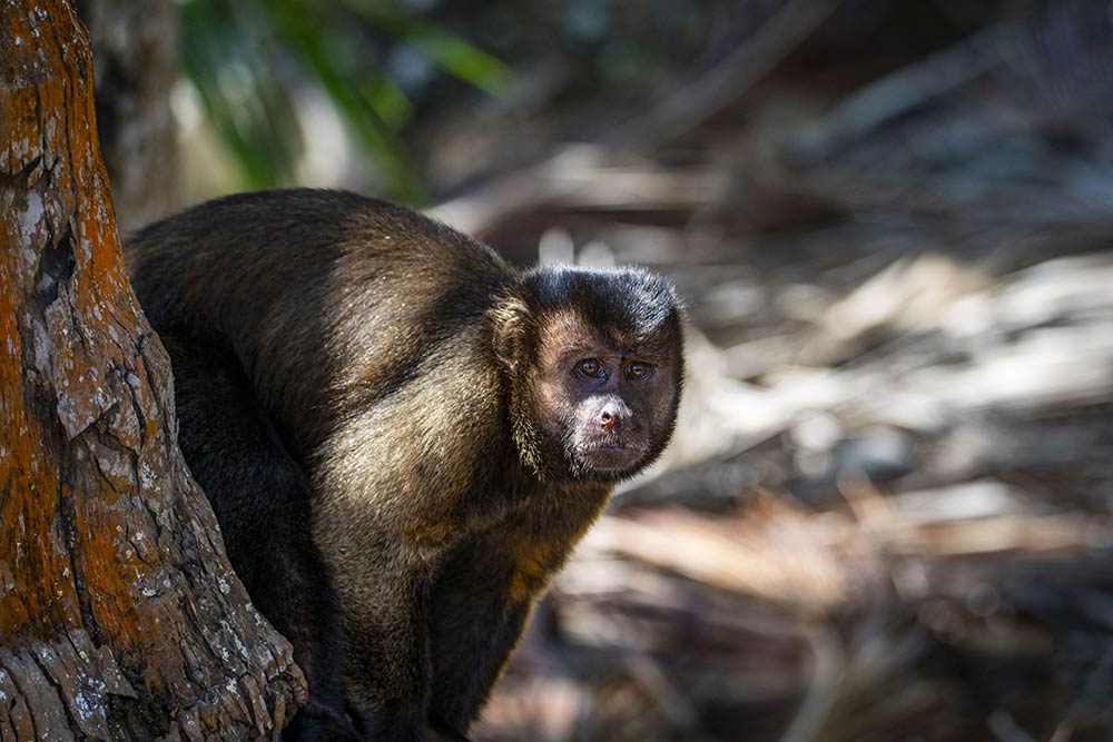Des petits singes nous ont aperçus…