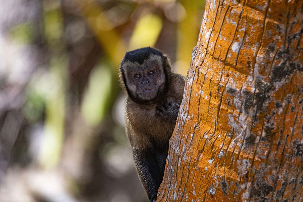 Îles-du-Salut - Curieux et agile, un capucin nous observe à l’abri d’un tronc..