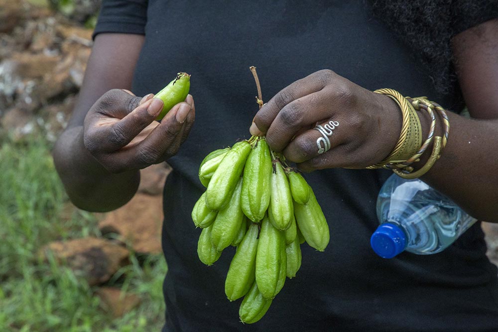 On goûte le Bilimbi.