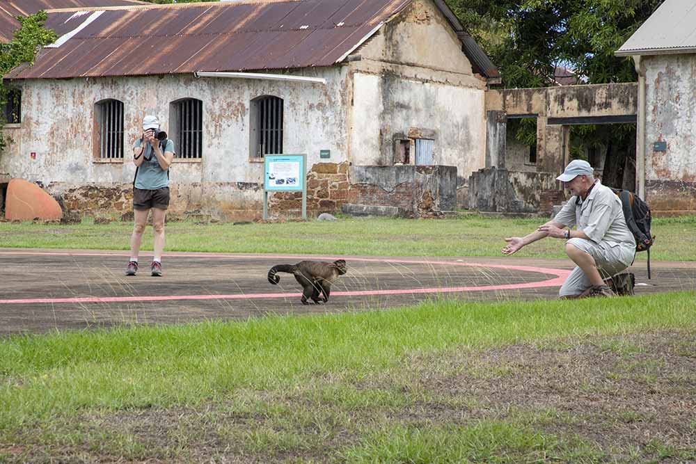 Des petits singes sautillent autour de nous, mais ne s’approchent pas.