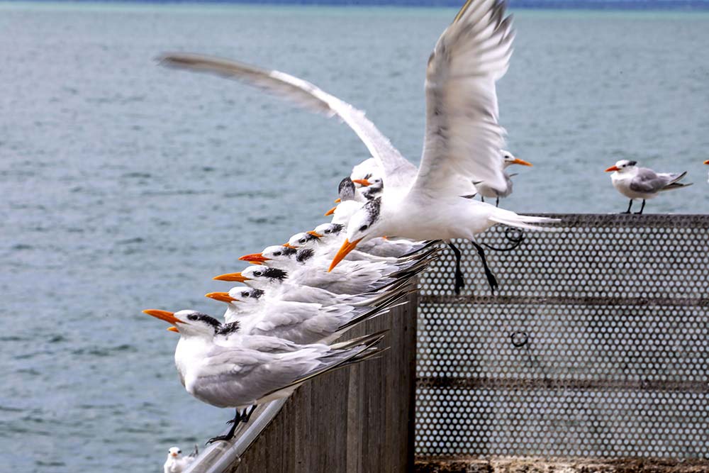 Îles-du-Salut - Les sternes ont posé pour nous !