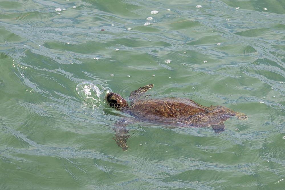 Îles-du-Salut - Des tortues de mer se sont montrées, à notre grand bonheur.