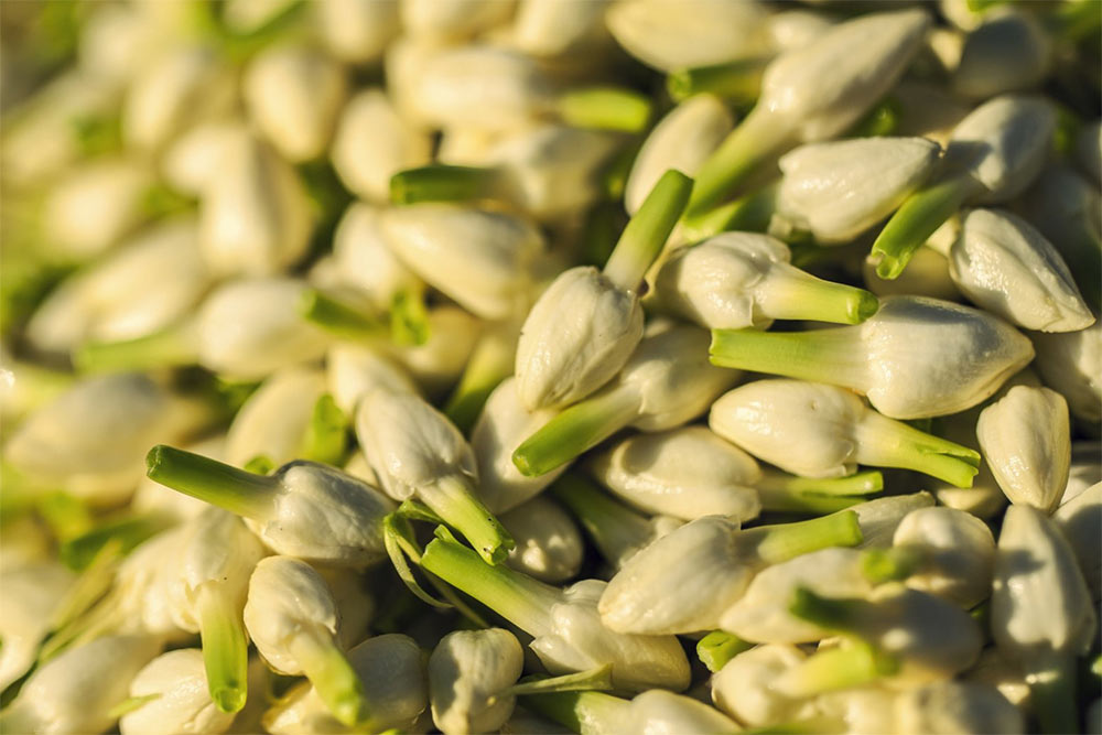 Jasmin mystérieux - Jasmin Malli Nadu.