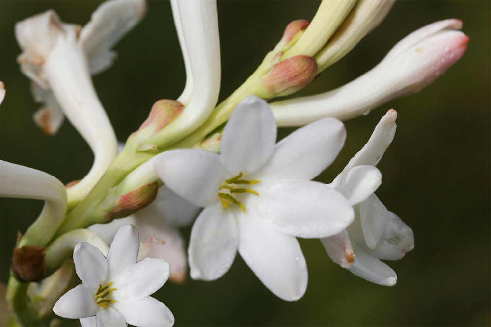 Tubéreuse Malli Nadu.