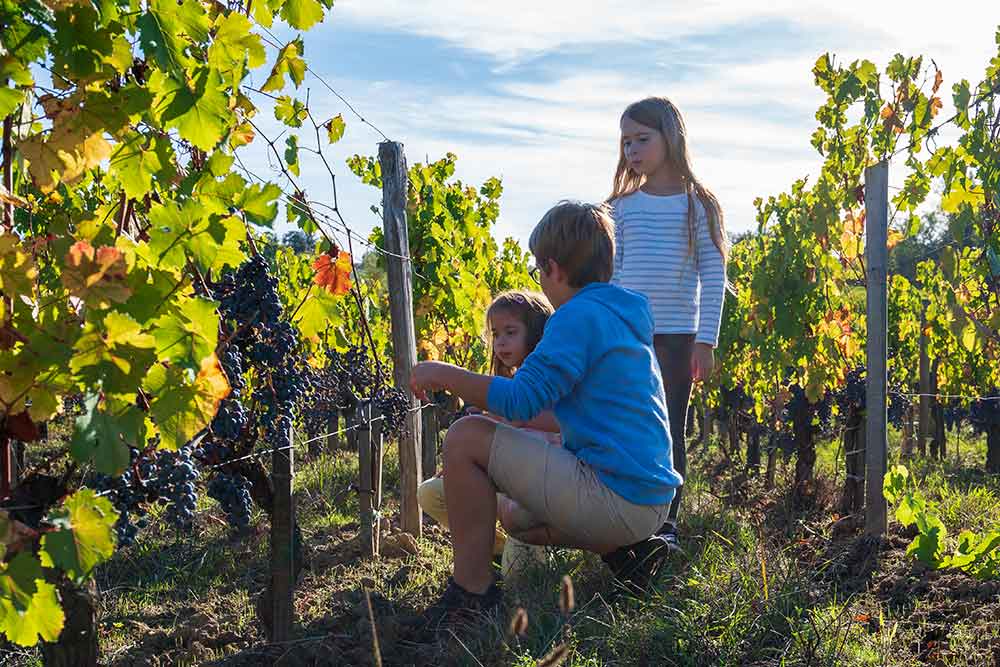 Les enfants s'initient à la récolte du raisin.