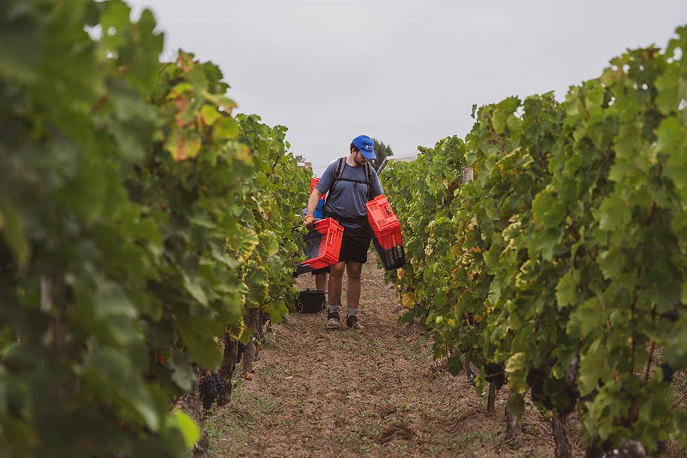 Les récoltes s'effectuent dans le respect de la vigne.