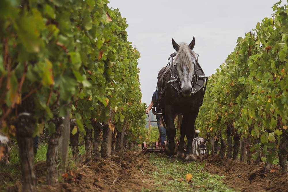 Saint-Emilion - Les récoltes s'effectuent dans le respect de la vigne.
