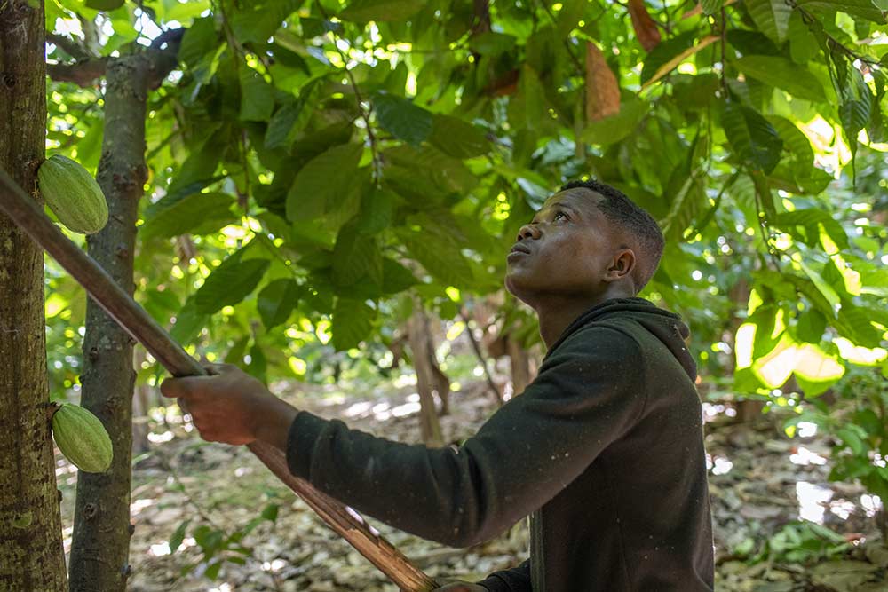 Les cabosses sont récoltées à la main de manière traditionnelle.