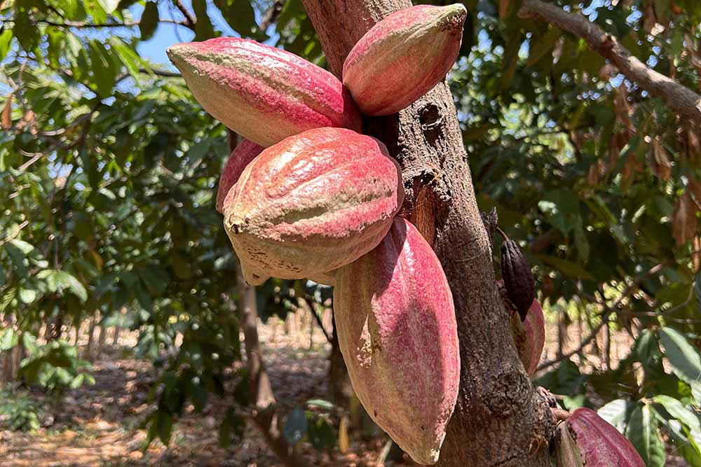 Terrakoa - De magnifiques Cabosses.