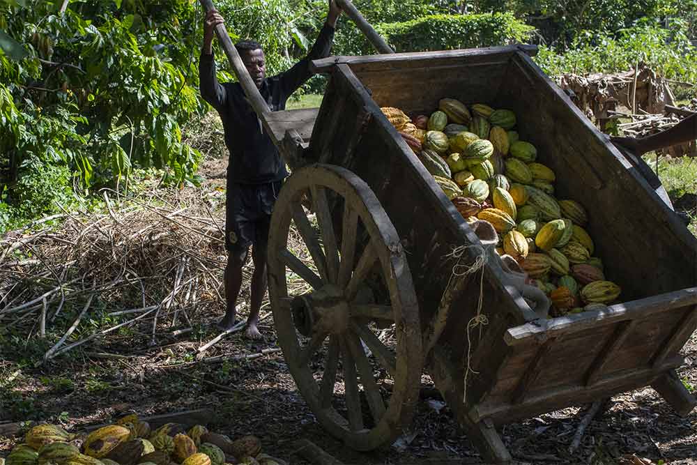 Une charrette remplie de Cabosses contenant les fèves de Cacao.