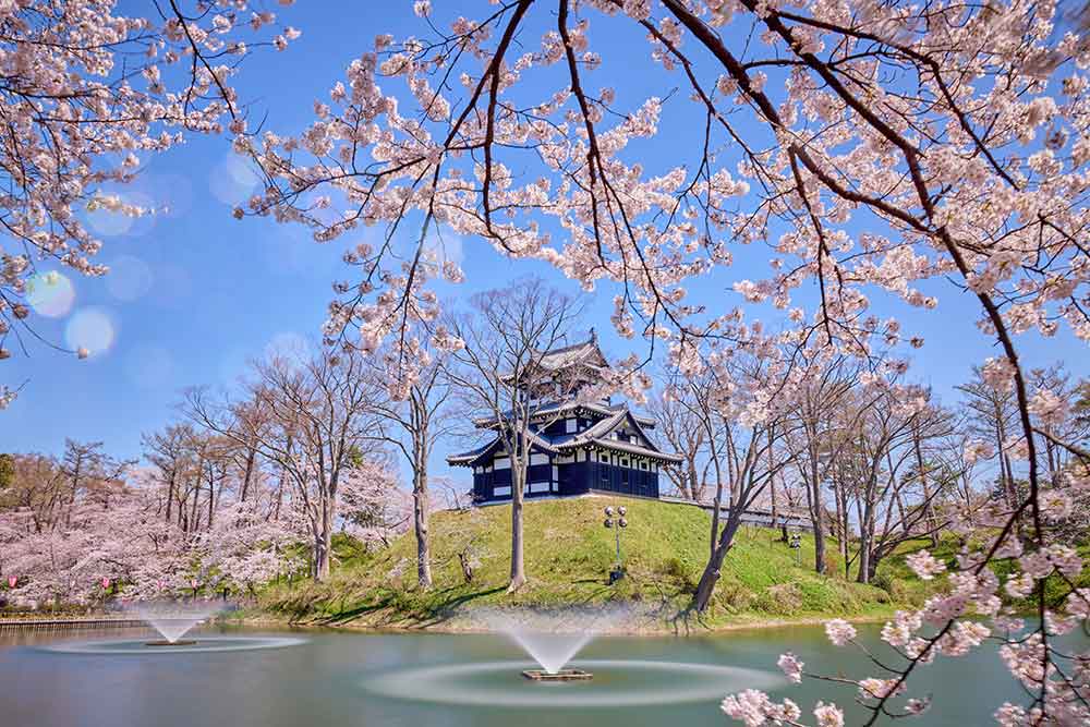 Des cerisiers en fleurs.