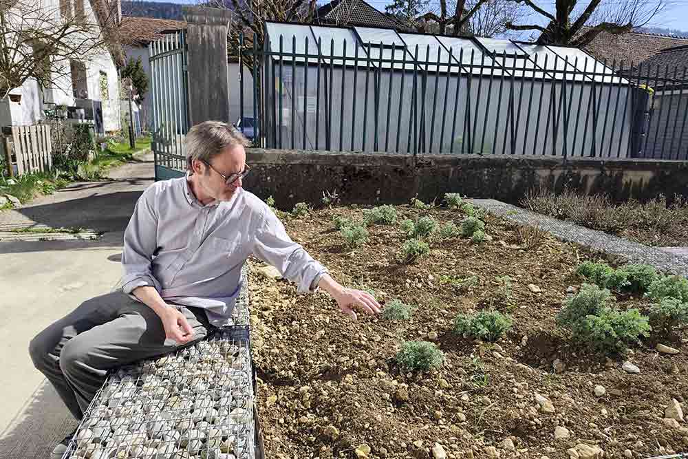  L’armoise pousse aussi ici.