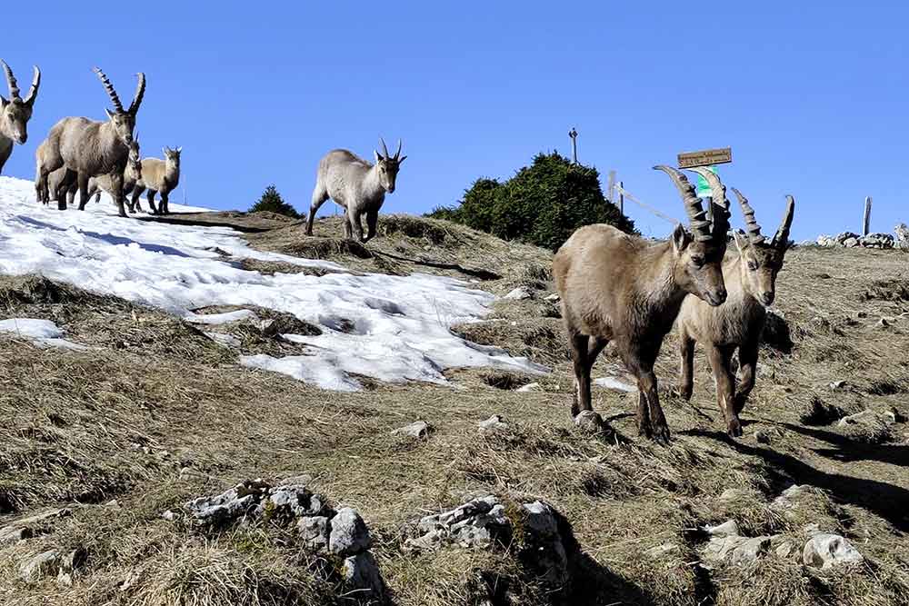 Le Jura Suisse - Les bouquetins se laissent approcher.