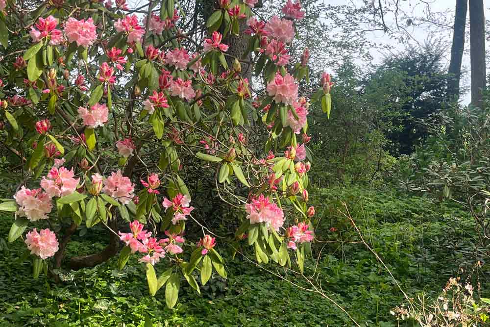 Rhododendron en fleurs