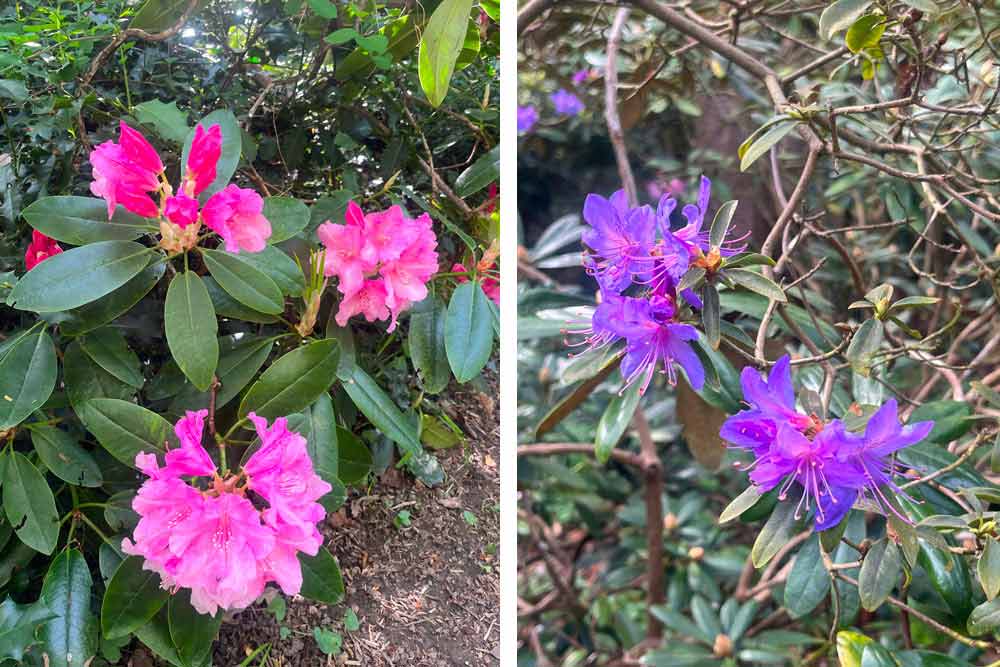 La Feuillerie - Rhododendrons dont le petit et rare Gletschernacht à fleurs bleues (à droite)