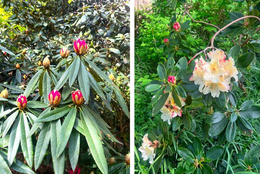 Rhodos blanc et en boutons