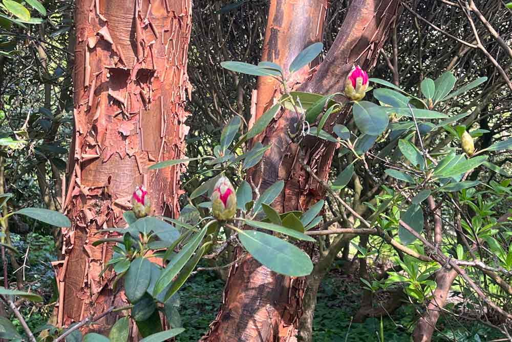 Ecorce rare et boutons de rhododendrons