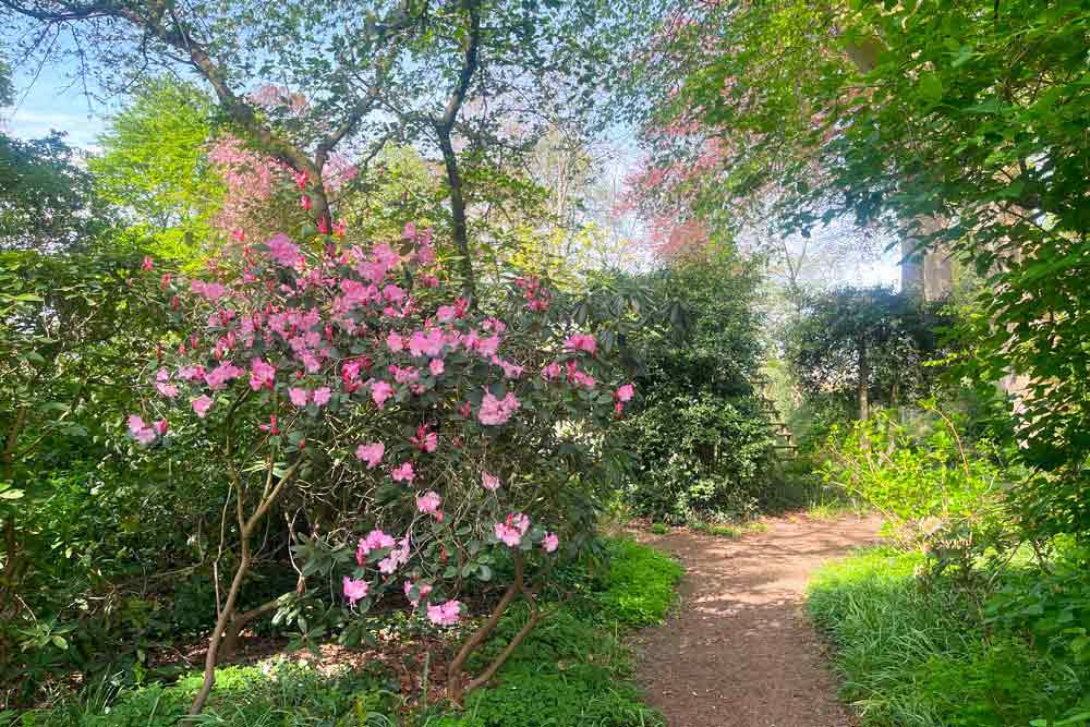 Chemin avec rhodo en fleurs