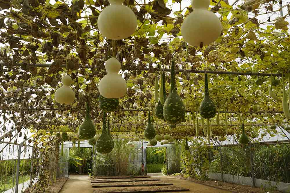 Le Tunnel de gourdes.