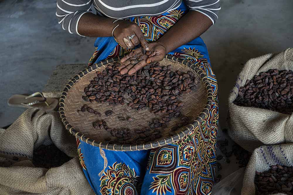 Terrakoa - Les fèves sont triées à la main.