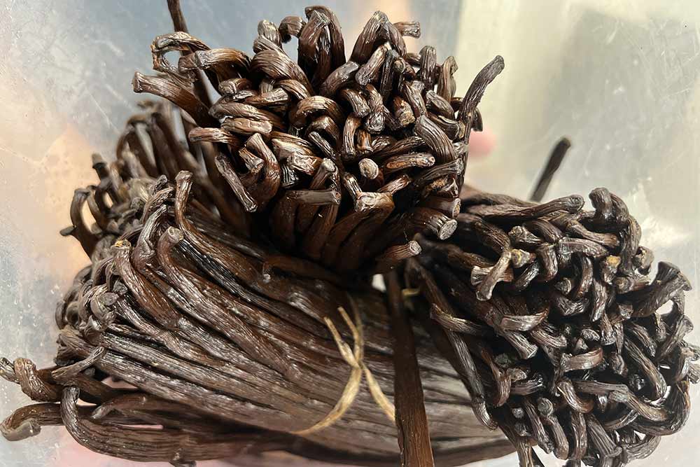 Vanilla Lina - Un bouquet de vanille très odorante