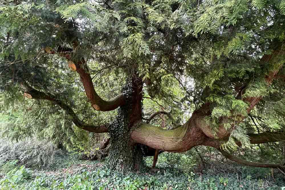 Arbre remarquable (parc d’Attre)