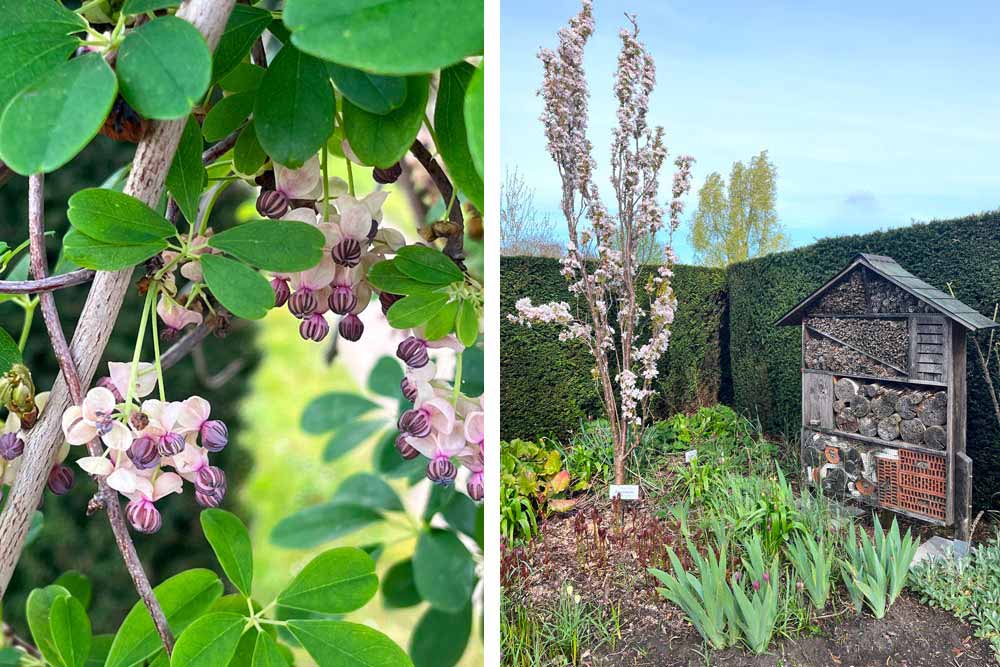 Château - Fleurs printanières et hôtel à insectes