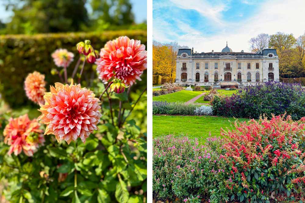 Dahlias et à droite, vue du château