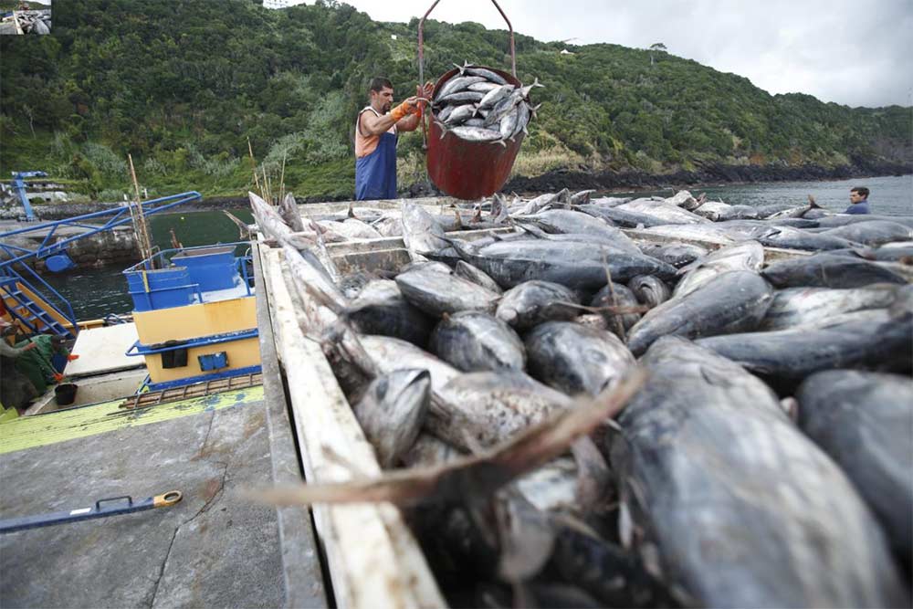 Les poissons sont débarqués et traités immédiatement.