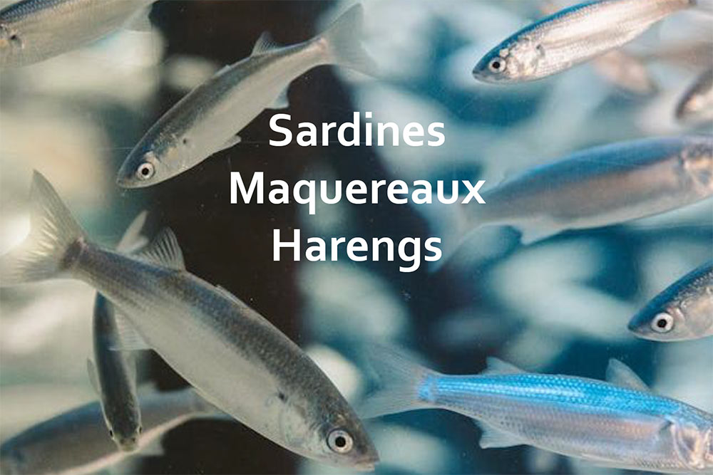 Pêche durable - Des poissons d'une super qualité.