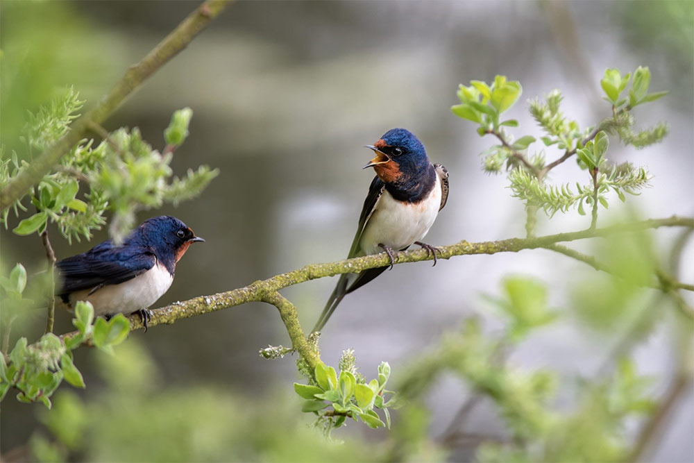 Le Chant des Oiseaux - un parfum d'été.
