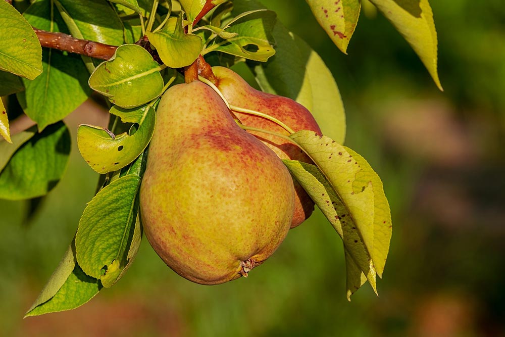 La Poire en note de tête.