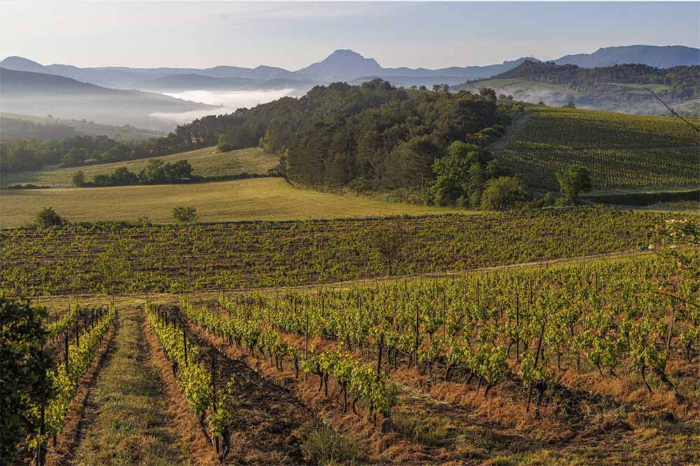 Le Vignoble de Bugalys.