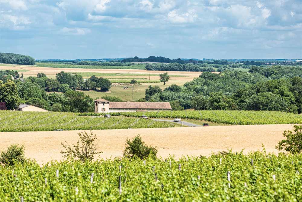 This Life - Vignoble des Verdots.