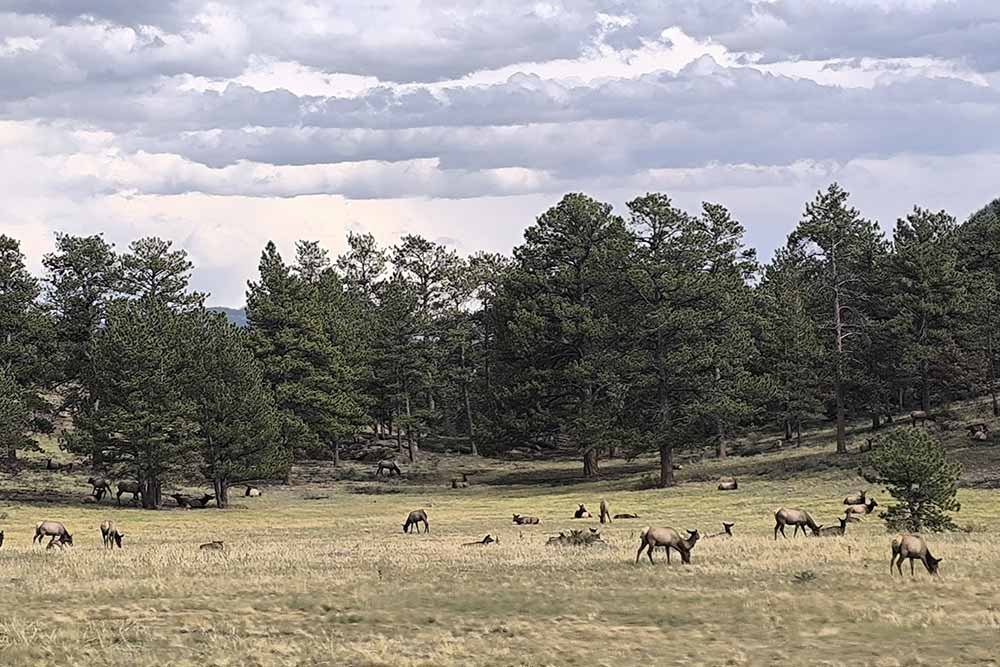 Colorado - Dans les prairies bordant la ville...