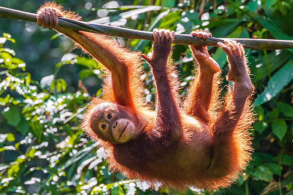 Kuala Lumpur - A juvenile Bornean Orangutan at a rehabilitation area in the rainforest of eastern Sabah.