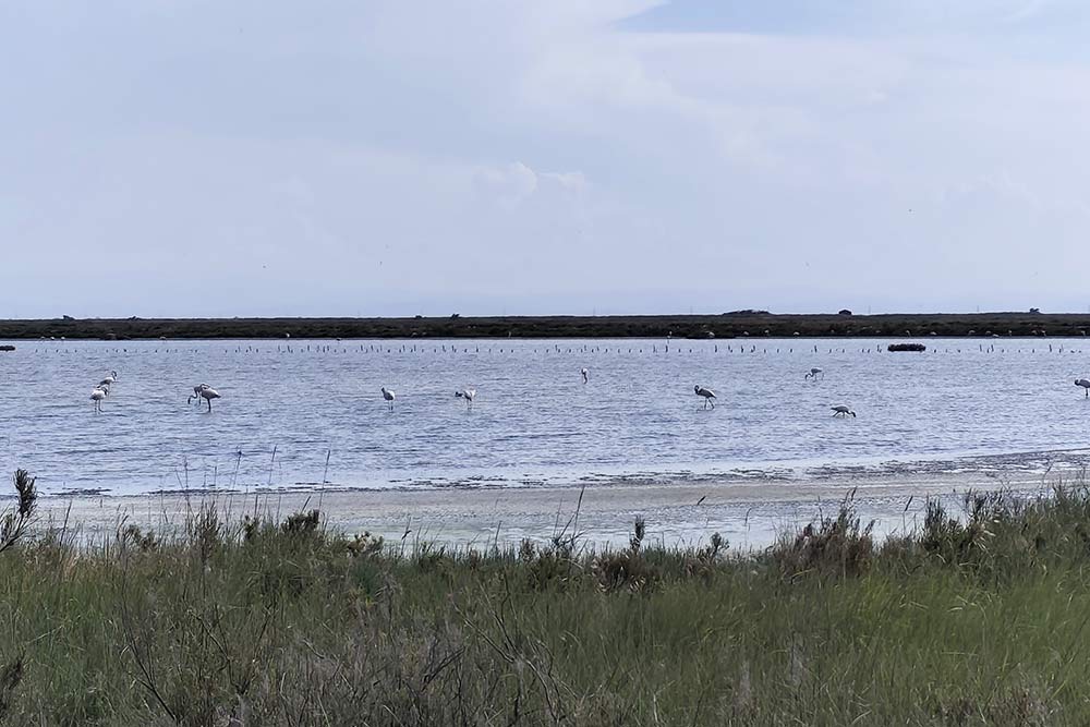 De nombreuses espèces d’oiseaux, à commencer par les flamants roses.