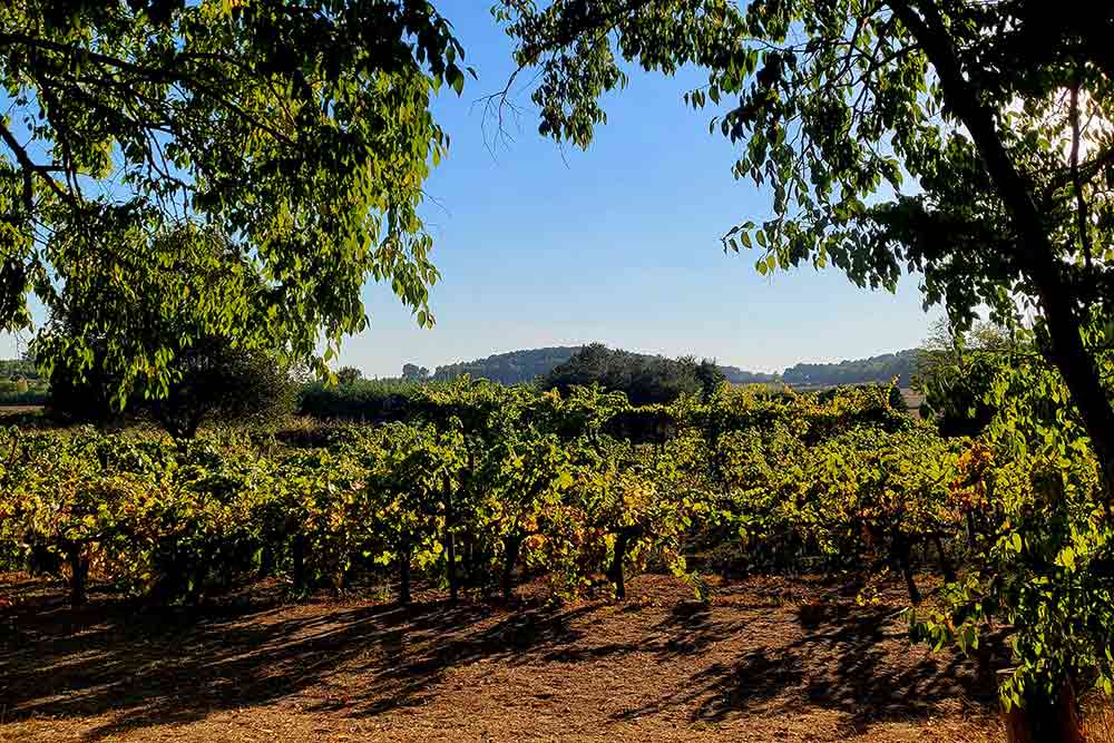 Les vignes situées devant l’abbaye.