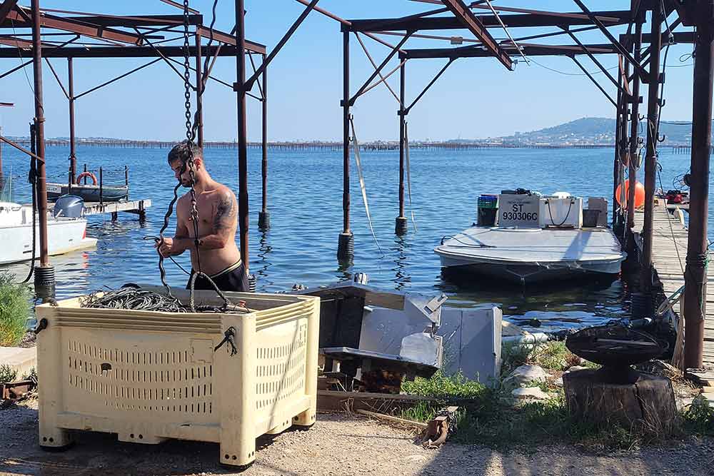 Etang de Thau - Un ostréiculteur s’occupe de sa récolte d’huitres.
