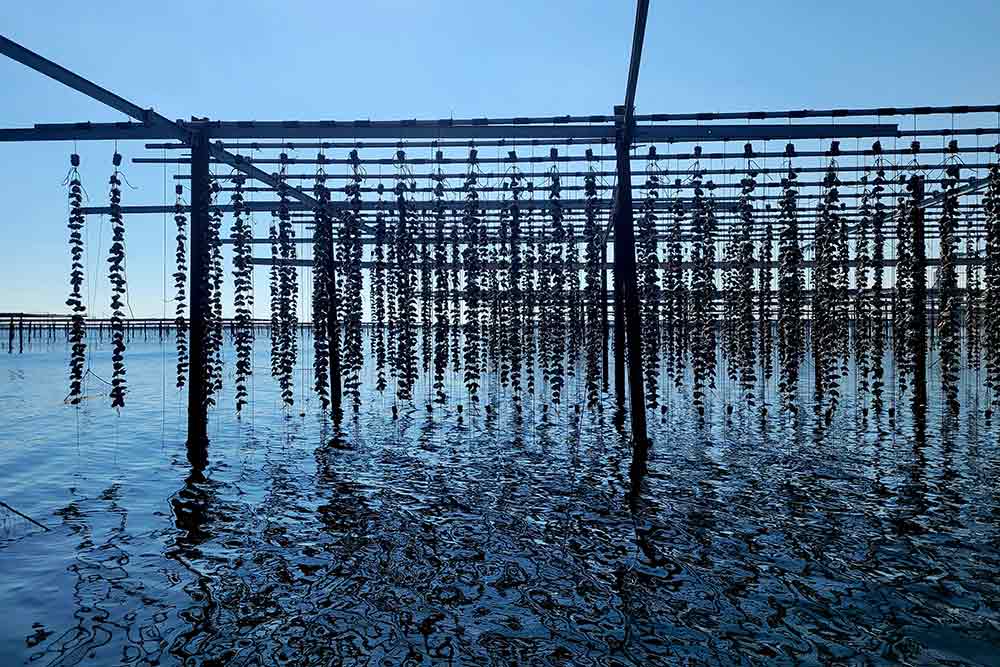 Des huitres suspendues à des cordes leur habitat définitif.