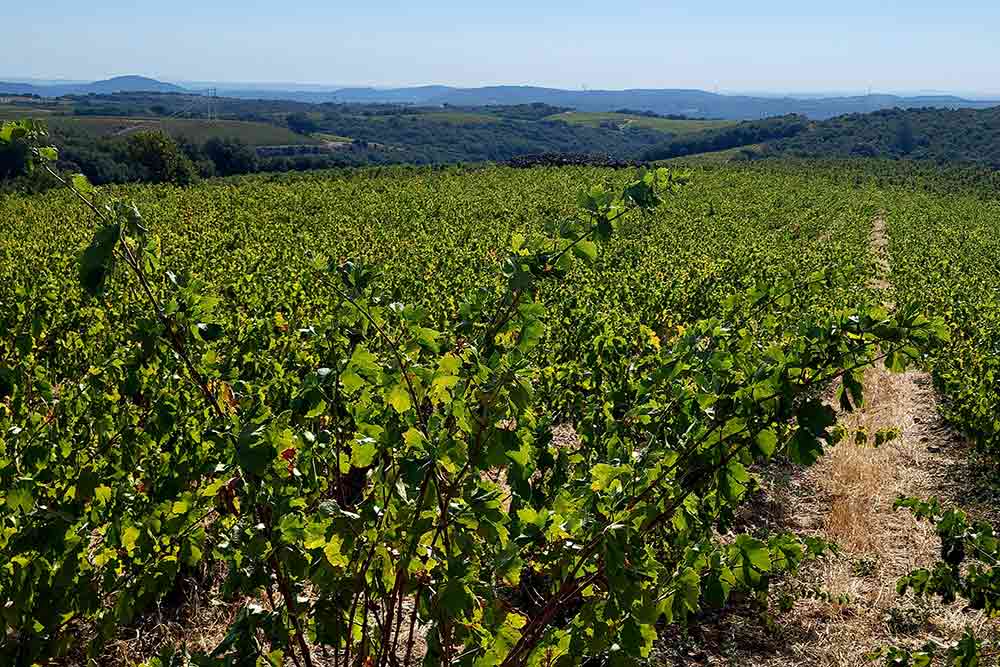 Languedoc - Les vignobles du terroir de Faugères sont réputés pour la qualité de leur vin.