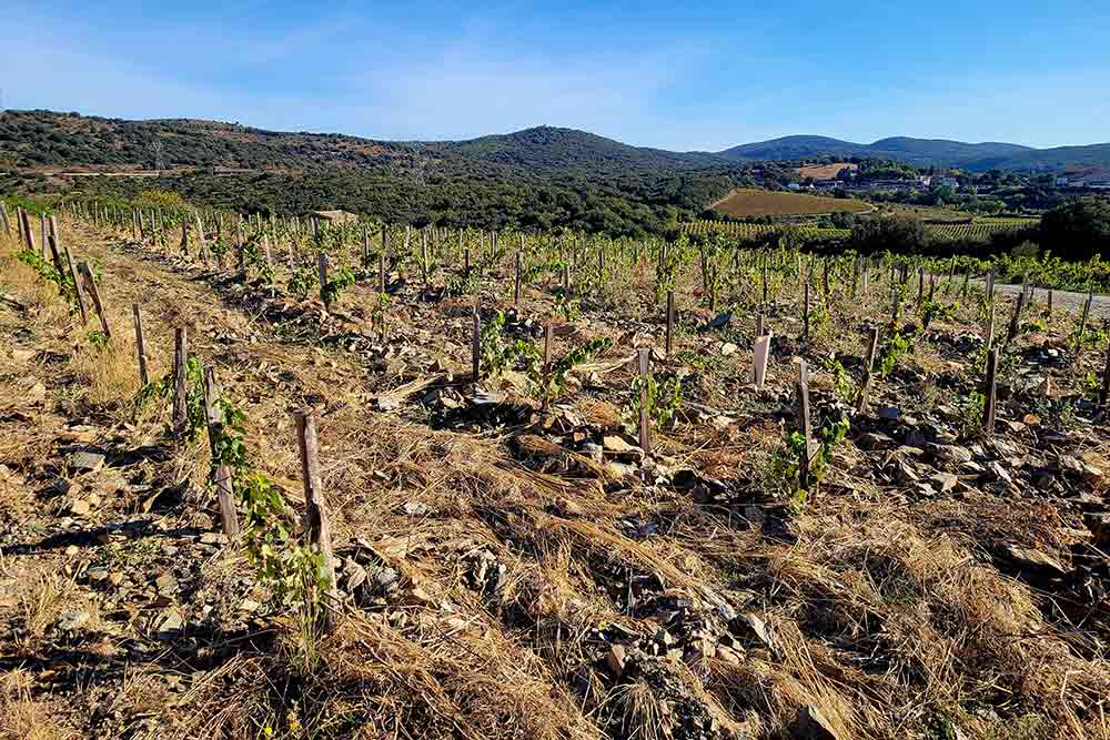 Le sol de schiste offre aux vignes des températures plus fraîches et plus stables.