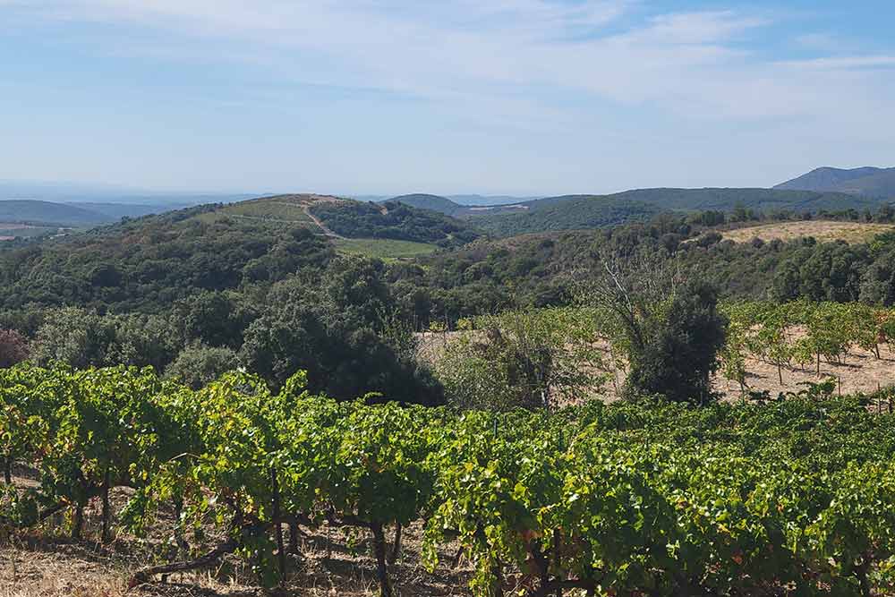 Languedoc - Le Domaine du Météore est propice aux randonnées œnologiques entre vignes et garrigue.