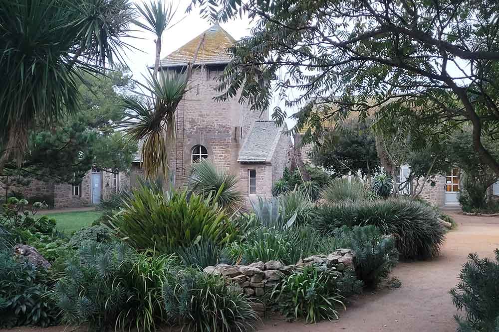 Tatihou - Les plantes grasses se sont remarquablement adaptées au microclimat de Tatihou.