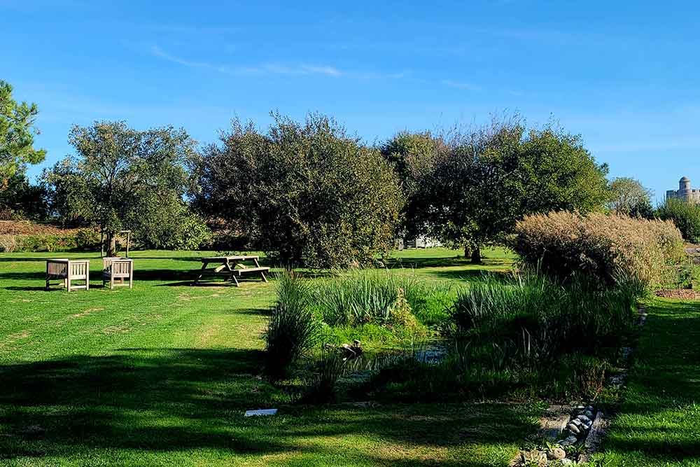 Les prairies et les jardins sont devenus des refuges pour les oiseaux et les animaux terrestres. 